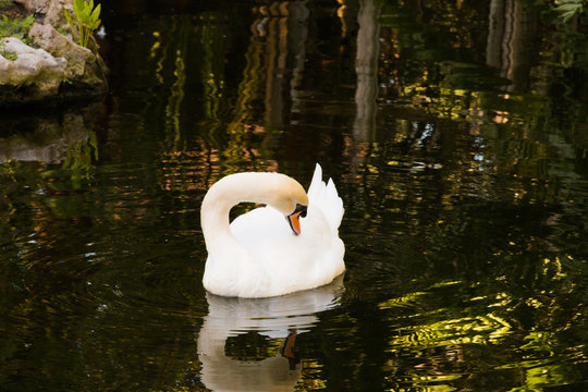 A portrait of a white swan.