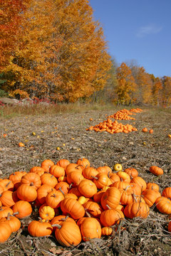 Pumpkin harvest on sunny autumn day in New England