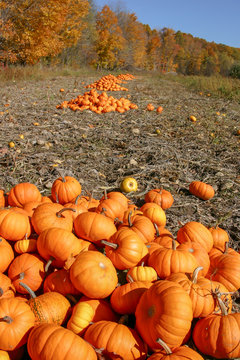 Pumpkin harvest on sunny autumn day in New England