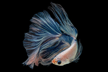 Fototapeta premium Halfmoon Betta Fish