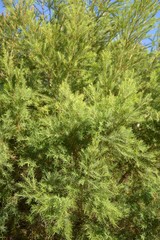 fresh green Salix babylonica leaf in nature garden