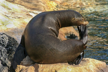 Sealion