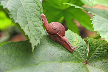 Close up of Indian land garden snail with helical shell crawling from one leaf to another in...