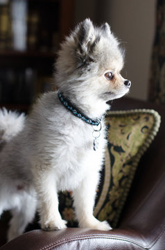 Pomeranian dog sitting on a chair looking out a window