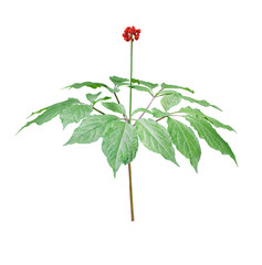 Korean wild root ginseng with berries. A close up of the wild most famous medicinal plant ginseng...