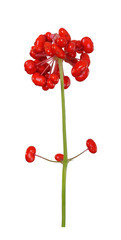 Korean wild root ginseng with berries. A close up of the wild most famous medicinal plant ginseng (Panax ginseng). Isolated on white.