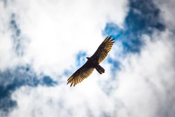 Zelfklevend Fotobehang Birds of prey flying vulture blue sky © PhotoSpirit