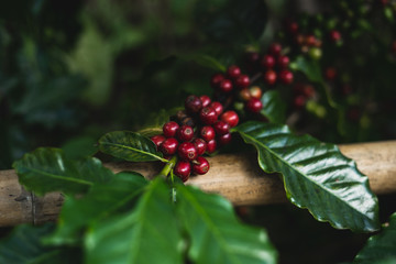 Red cherry coffee beans Fresh and natural