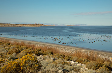 Lake with beach and flock of black birds