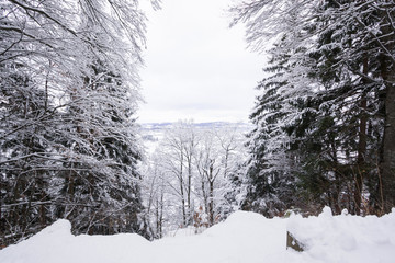 Pin tree in winter cover Snow

