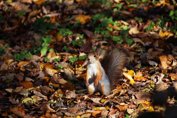 red squirrel in the park