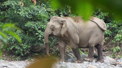 Naklejka premium Borneo Pygmy Elephant seen in Danum Valley, Sabah