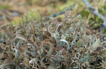 Closeup of iceland moss, Cetraria islandica