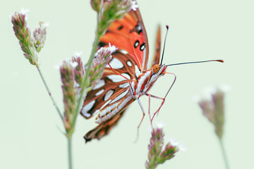 The Gulf fritillary or passion butterfly 
