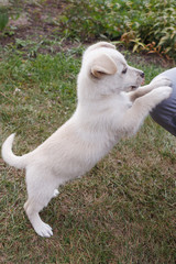 White puppy plays, pulls and frolics with the mistress.