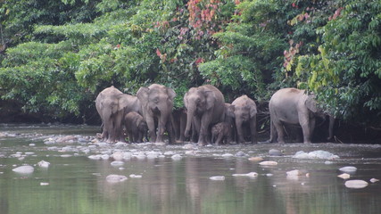 Borneo Pygmy Elephant seen in Danum Valley, Sabah