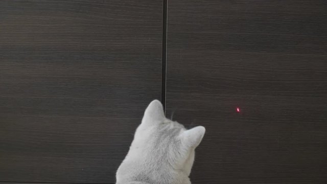 British Cat Playing With Red Dot. Wood Background.