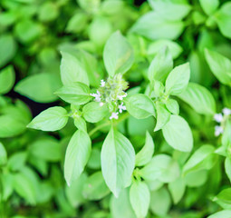 Fresh green Ocimum africanum (Hairy Basil) for healthy cooking Planted in Thailand