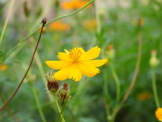 Bright yellow flowers in the field.