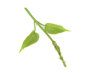 Gumnema inodorum (Lour.) Decne., Drug treatment for diabetes