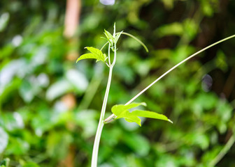 Passion leaves natural background
