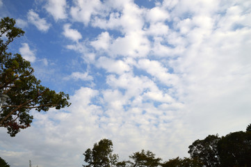 Obraz premium 秋空にワタをちぎったような雲が浮いている風景