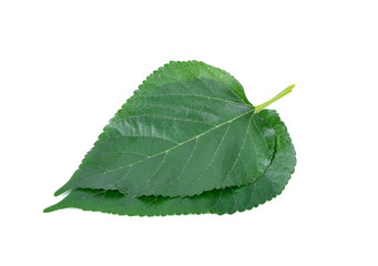Mulberry leaves isolated on white background