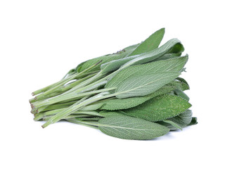 closeup of salvia officinalis leaves on white background