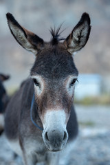Donkey on natural environment, close up.