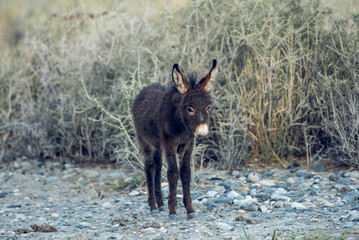 Donkey on natural environment.