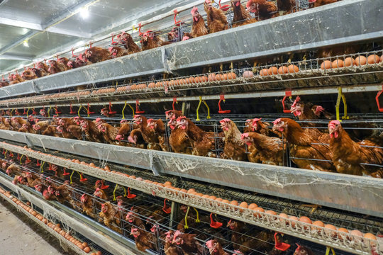 (Blur some of chicken) Multilevel production line conveyor production line of chicken eggs of a poultry farm, Layer Farm housing, Agriculture technological equipment. Limited depth of field.