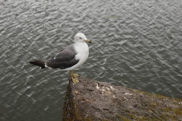 五稜郭のウミネコ