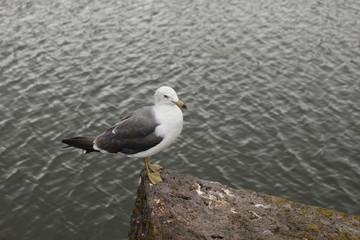 五稜郭のウミネコ