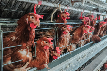 (Blur some of chicken) Multilevel production line conveyor production line of chicken eggs of a poultry farm, Layer Farm housing, Agriculture technological equipment. Limited depth of field.