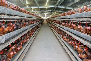 (Blur some of chicken) Multilevel production line conveyor production line of chicken eggs of a poultry farm, Layer Farm housing, Agriculture technological equipment. Limited depth of field. - obrazy, fototapety, plakaty