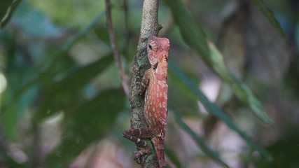 Borneo Anglehead Lizard found in Danum Valley, an endemic species