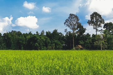 Fototapeta na wymiar hut and rice paddy field landscape
