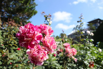 モーリス・ユトリロ