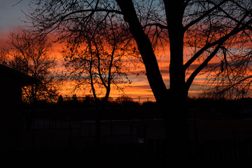 Fototapeta premium sunrise through trees