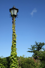 蔦がからまる外灯