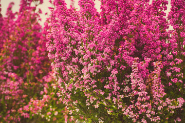 Obraz premium Vintage photo, Blooming heathers in garden, concept of seasonal flowers