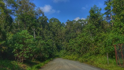 Fototapeta na wymiar Danum Valley Borneo Virgin Rainforest