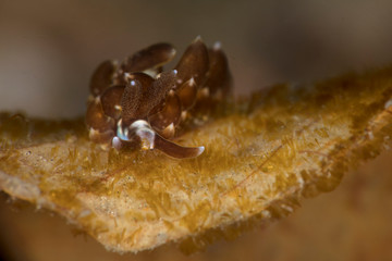 Nudibranch Baeolidia sp. Picture was taken in Lembeh, Indonesia