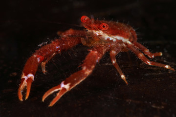 Squat lobster  (Galathea balssi). Picture was taken in Lembeh strait, Indonesia