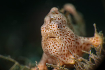 Fototapeta na wymiar Frogfish. Picture was taken in Lembeh strait, Indonesia