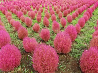 紅葉したコキア