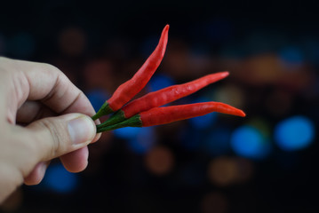 red hot pepper in hand