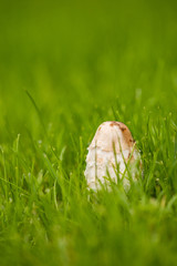 white brown mushroom on bright green grass field in the shade