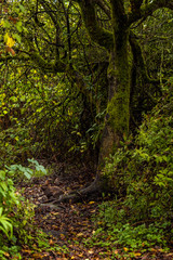 hidden path lead deep into the forest with damp ground