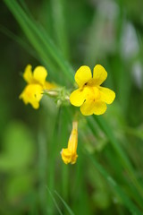 Yellow wildflower close up